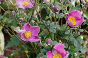 Anemone 'Jasmine' New 2025